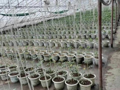 盆栽蔬菜